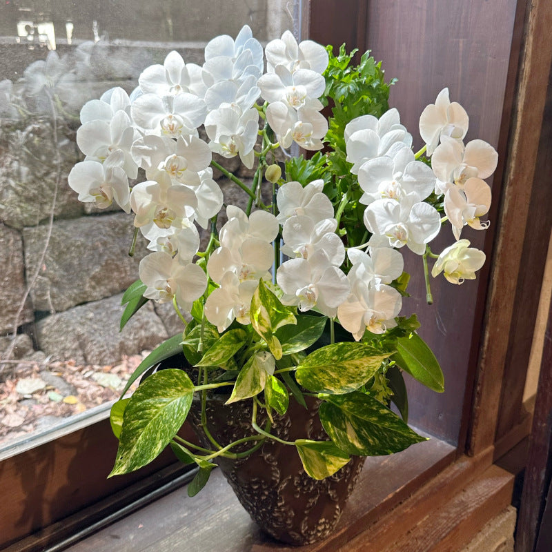 ミニ胡蝶蘭の寄せ植え 誕生日プレゼント 開店祝い – グレースマーケット