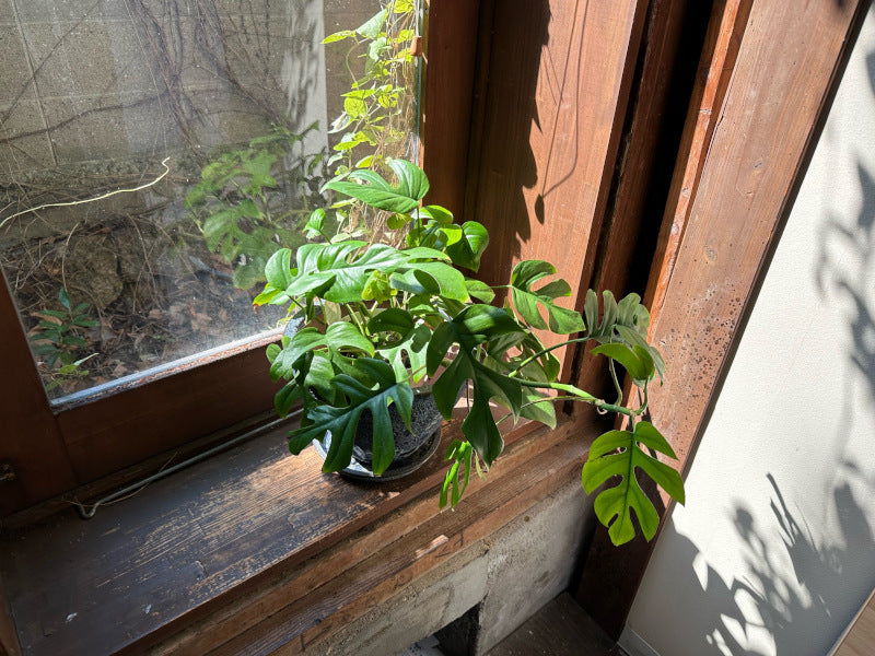 空気洗浄 インテリアグリーン ミニモンステラ