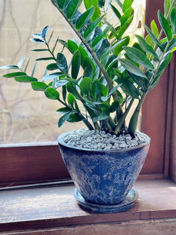 空気洗浄 インテリアグリーン ザミフォーリア グリーン陶器鉢