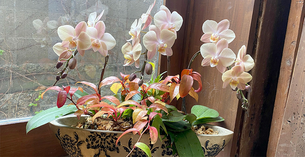 開店祝いや会社設立祝いにお勧め！豪華な胡蝶蘭の寄せ植え