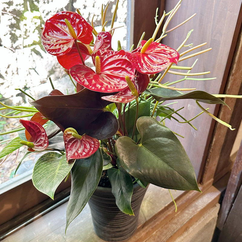 アンスリウム寄せ植え 昇進祝い 会社設立祝いに! 園芸植物 センスの良い寄せ植えギフト｜グレースマーケット