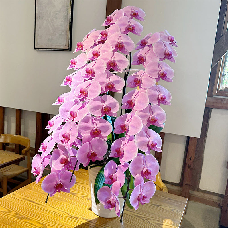 胡蝶蘭3本立て 白・ピンク 開店祝い 開業祝いなどお祝い、プレゼント