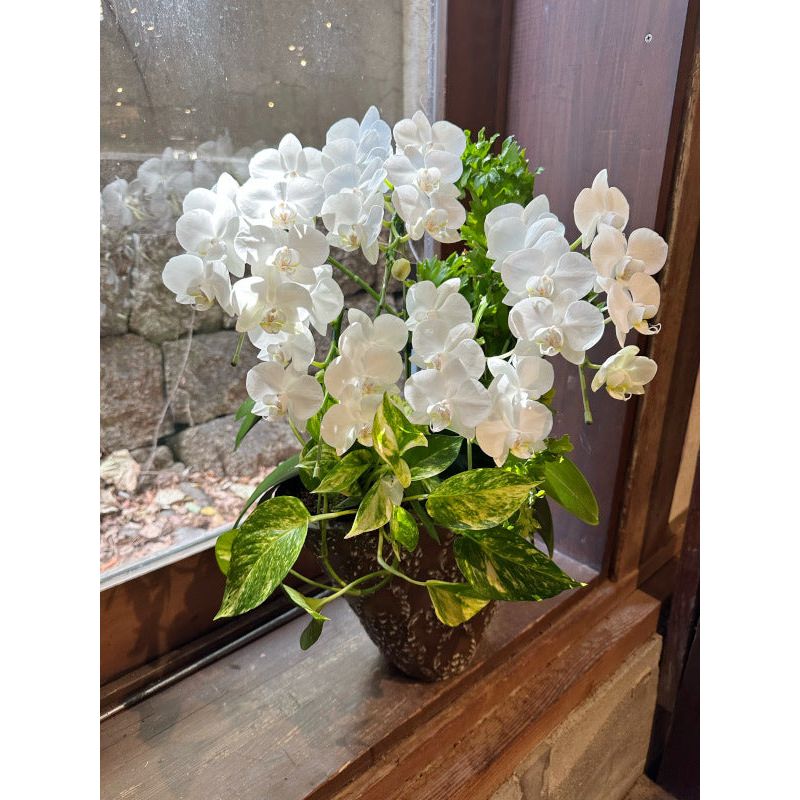ミニ胡蝶蘭の寄せ植え 誕生日プレゼント 開店祝い – グレースマーケット