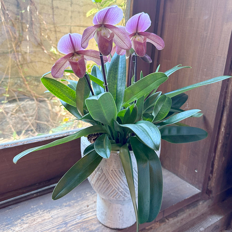 胡蝶蘭ザルツマンの寄せ植え 開院祝い 開店祝いに！園芸植物 センスの