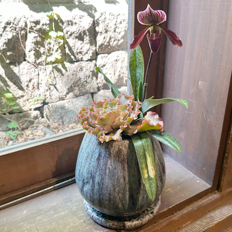 胡蝶蘭ザルツマンの寄せ植え 開院祝い 開店祝いに！園芸植物 センスの