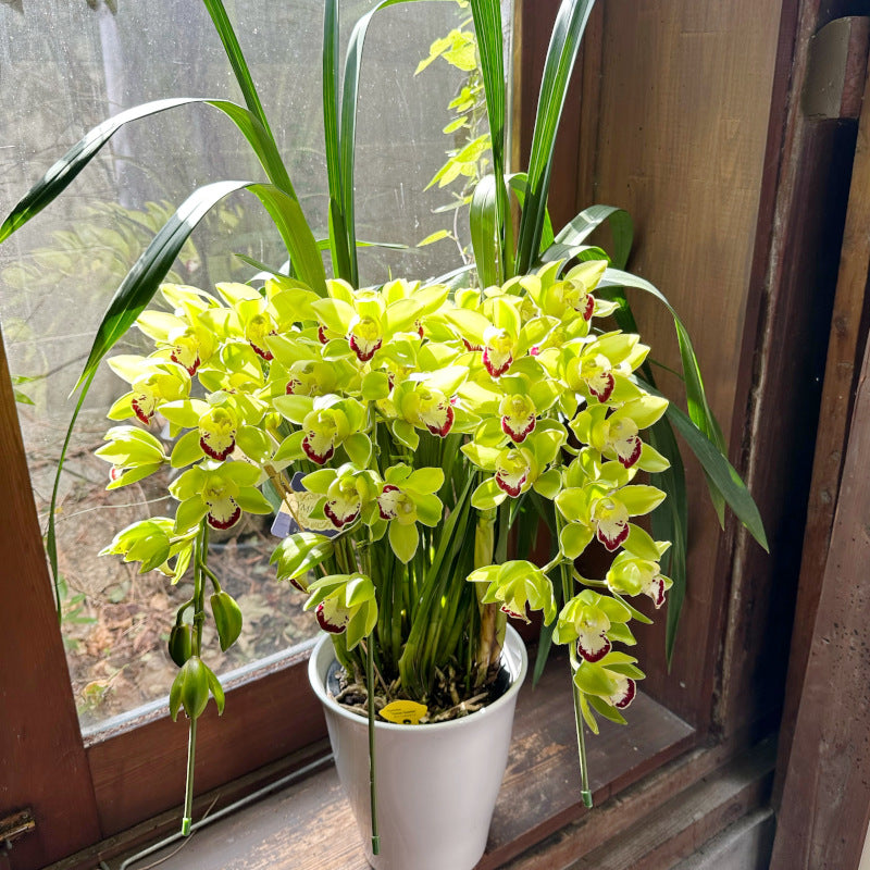 シンビジウム（シンビジューム）の鉢植え