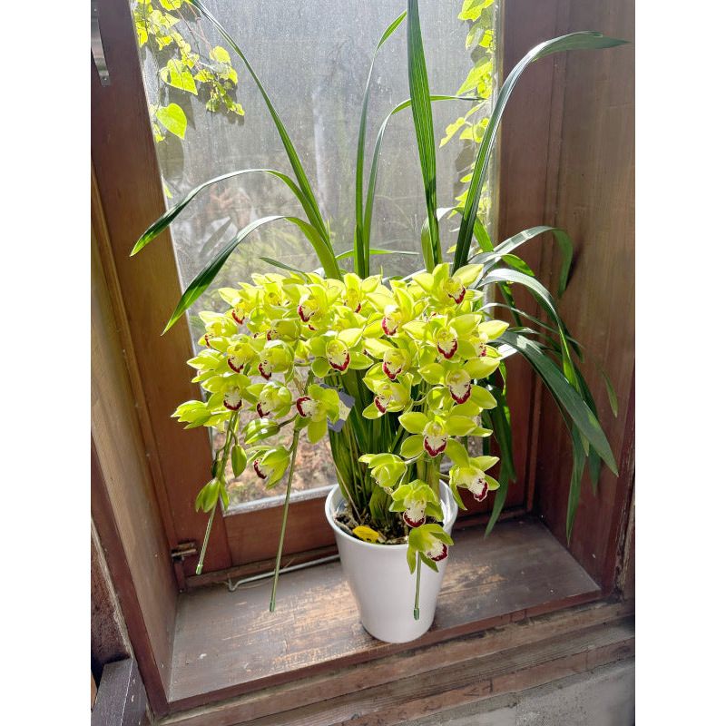 シンビジウム（シンビジューム）の鉢植え