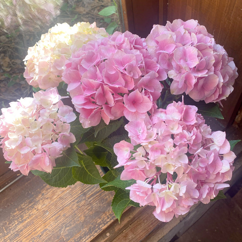 新築祝い　花　紫陽花　５寸鉢