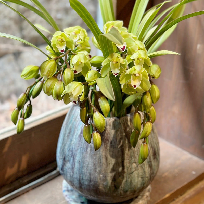 シンビジウム（シンビジューム）の鉢植え