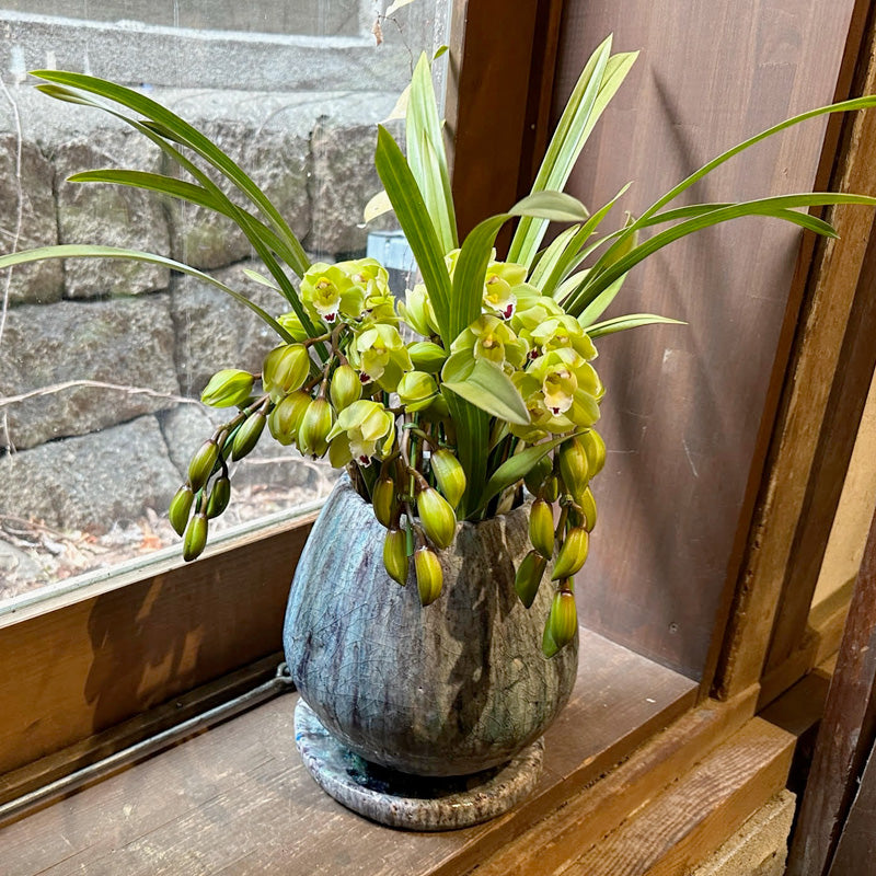 シンビジウム（シンビジューム）の鉢植え 開店祝い、設立祝いに